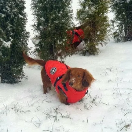 Fashion Stars Dachshund Jacket