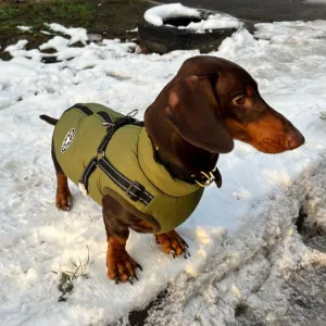 Fashion Stars Dachshund Jacket